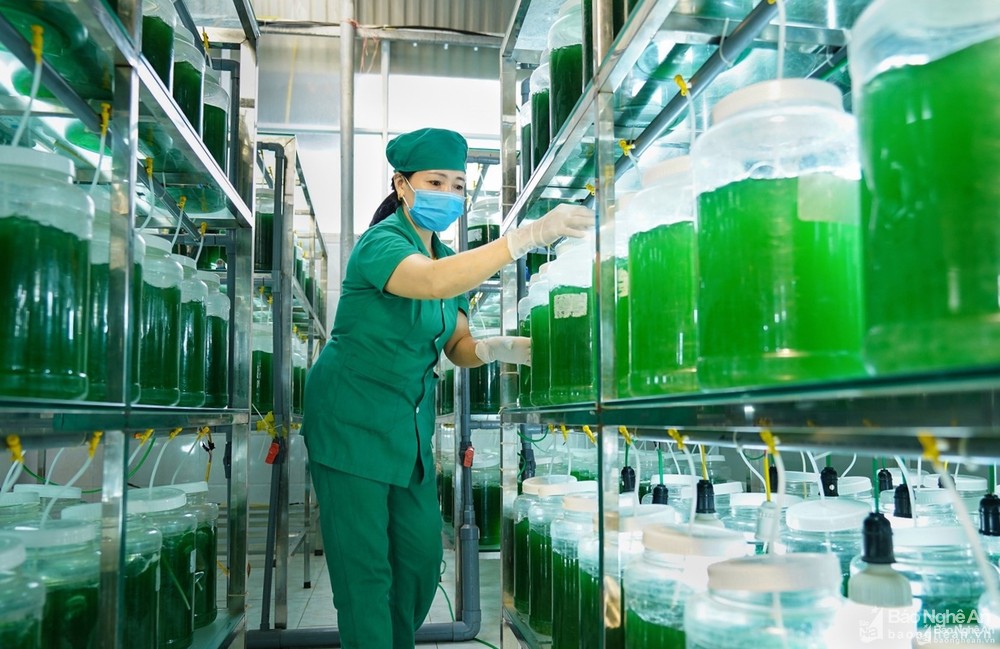 Sản phẩm tảo xoắn Spirulina. Ảnh: Trần Duy Ngoãn